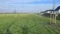 Streuobstwiese am Wohngebiet