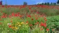 Naturwiese im Sommer