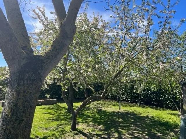 eigene Obstbaumwiese