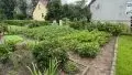 sehr gepflegter Garten